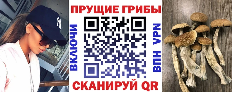 Псилоцибиновые грибы прущие грибы  darknet телеграм  Сухой Лог 